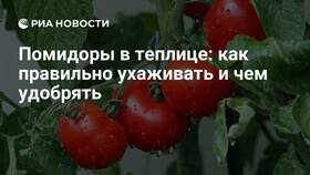 Как правильно прищипывать помидоры в теплице: пошаговая инструкция в Столплит