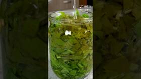 Как заготавливать щавель на зиму в банках в Столплит